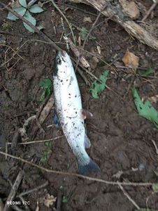 Rainbow Trout