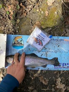 Rainbow Trout