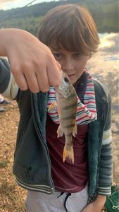 European Perch