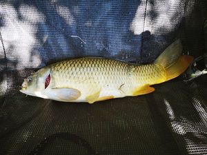 Common Carp