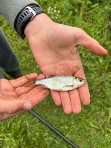 Roach