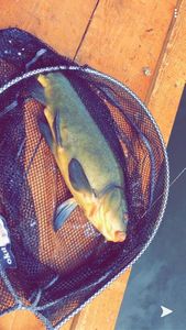 Tench