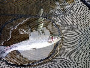 Rainbow Trout
