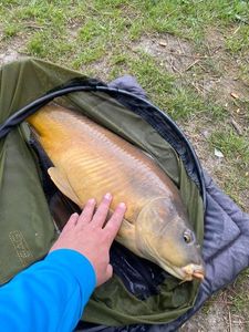 Mirror Carp