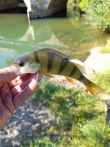 European Perch