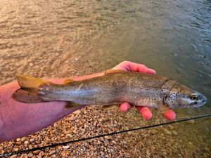 Brown Trout