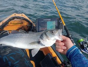 European Bass (Seabass)