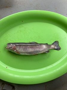 Rainbow Trout