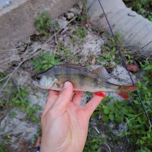 European Perch