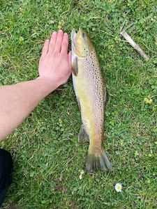 Brown Trout