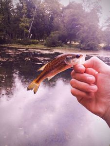 Largemouth Bass