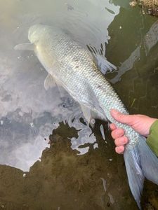 Asp