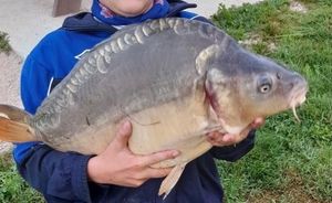 Mirror Carp
