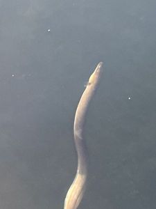 European Eel (Common Eel)