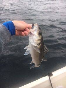 European Bass (Seabass)