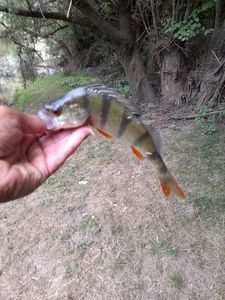 European Perch