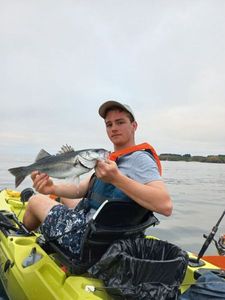 European Bass (Seabass)