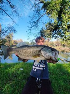 Largemouth Bass