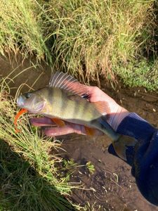 European Perch