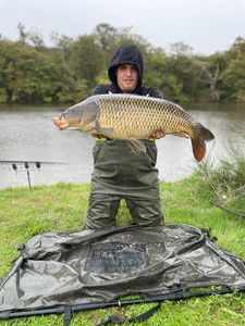 Common Carp