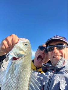 European Bass (Seabass)