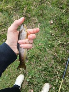 Rainbow Trout