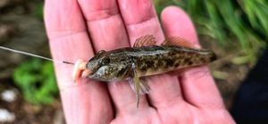Round Goby