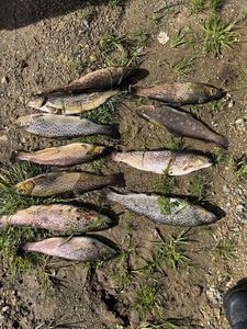 Brown Trout