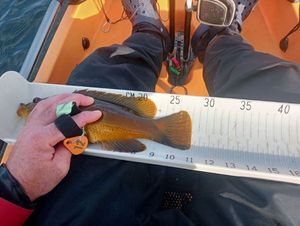 Ballan Wrasse