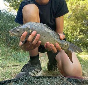 Common Carp