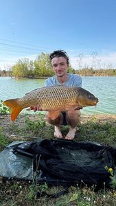 Common Carp