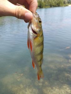 European Perch