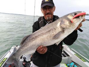 European Bass (Seabass)
