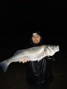 European Bass (Seabass)