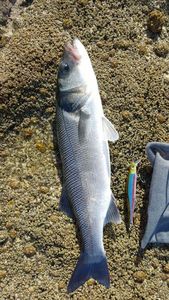 European Bass (Seabass)
