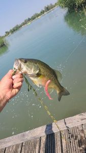 Largemouth Bass