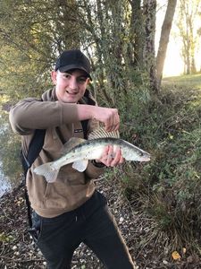 Zander