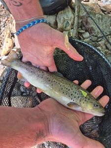 Brown Trout