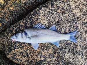 European Bass (Seabass)