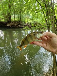 European Perch