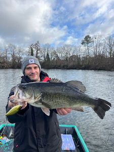 Largemouth Bass
