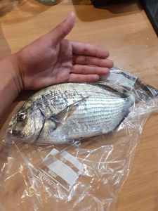White Seabream