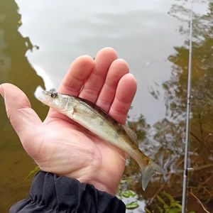 Zander