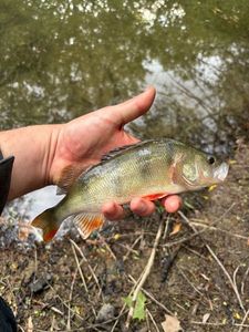 European Perch