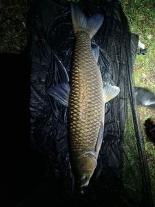 Grass Carp