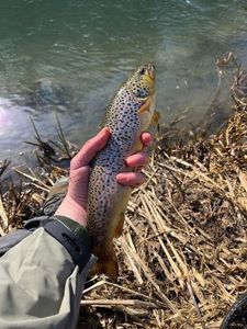Brown Trout