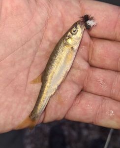 Common Minnow