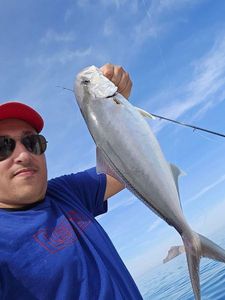 Greater Amberjack