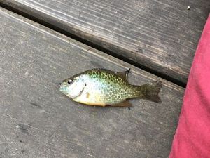 Green Sunfish