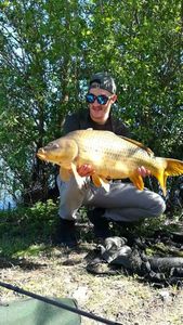 Common Carp